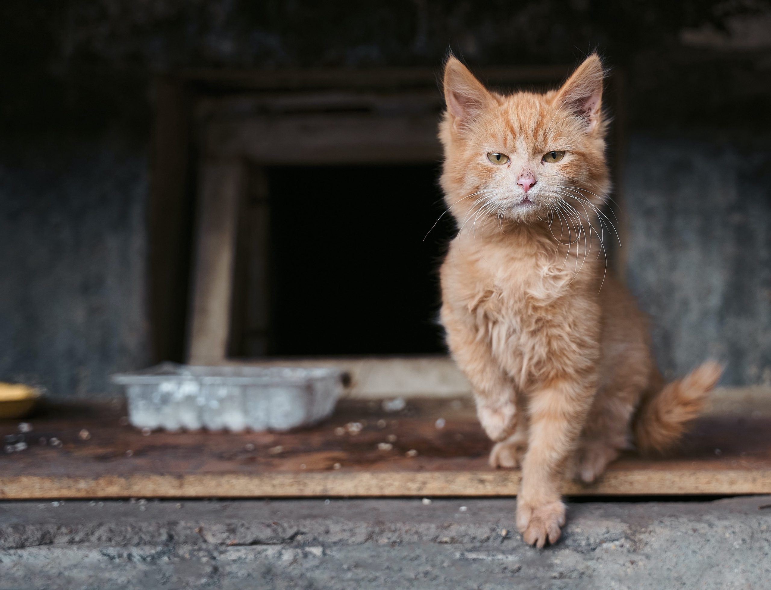 Chaton à l'abandon