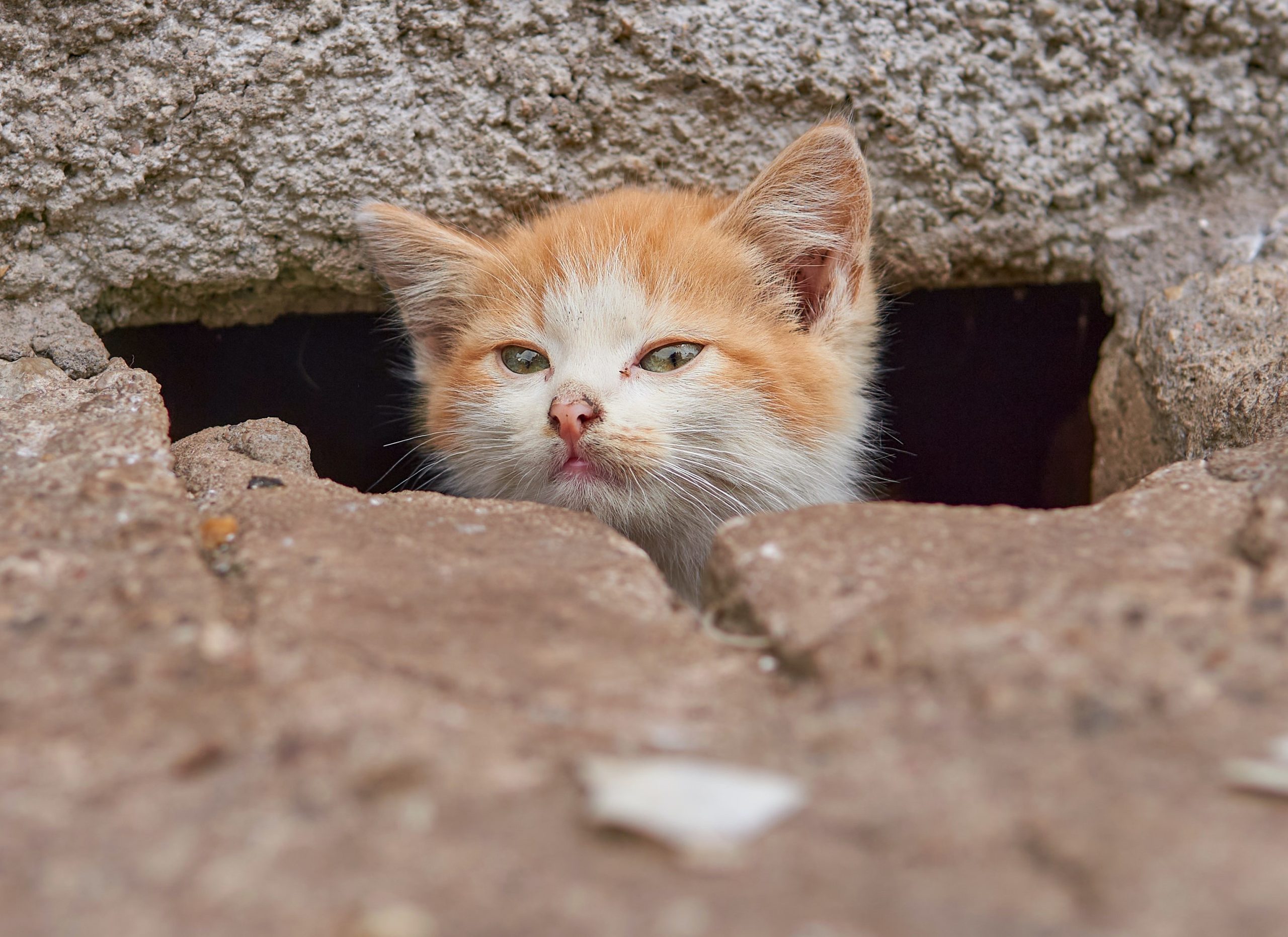 Chaton abandonné caché