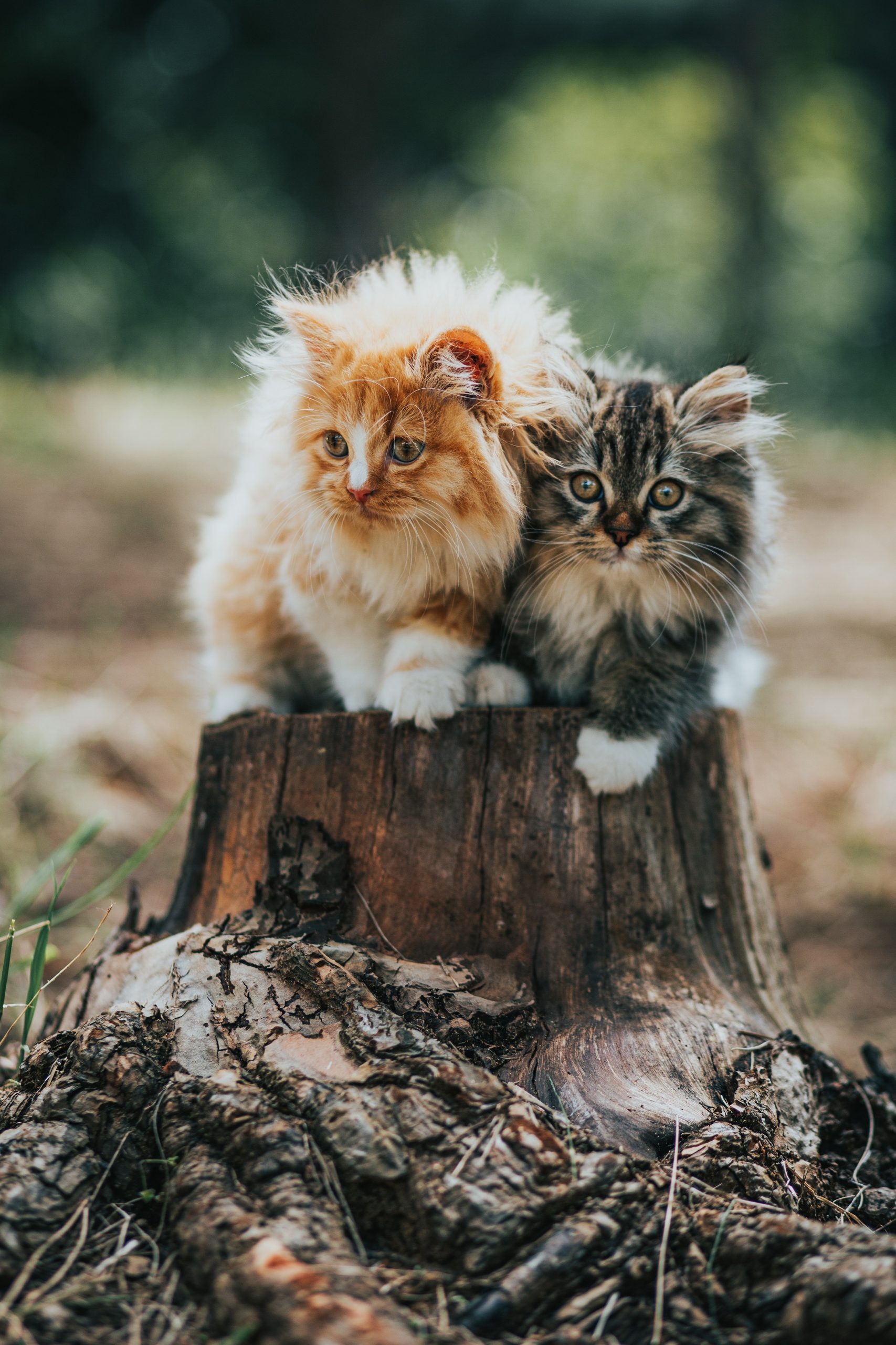 Chatons sur un arbre